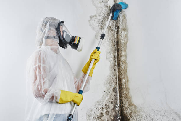 Best Crawl Space Mold Removal  in Lynn, IN