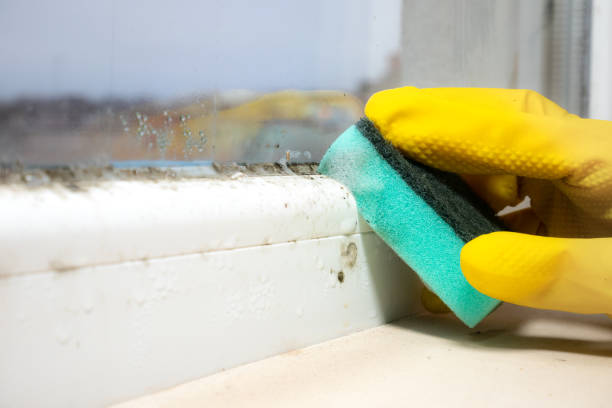 Best Office Mold Removal Services  in Lynn, IN