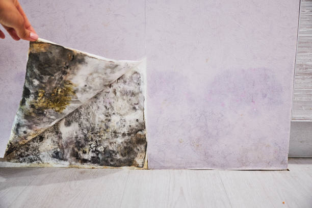 Best Mold Removal Specialists  in Lynn, IN